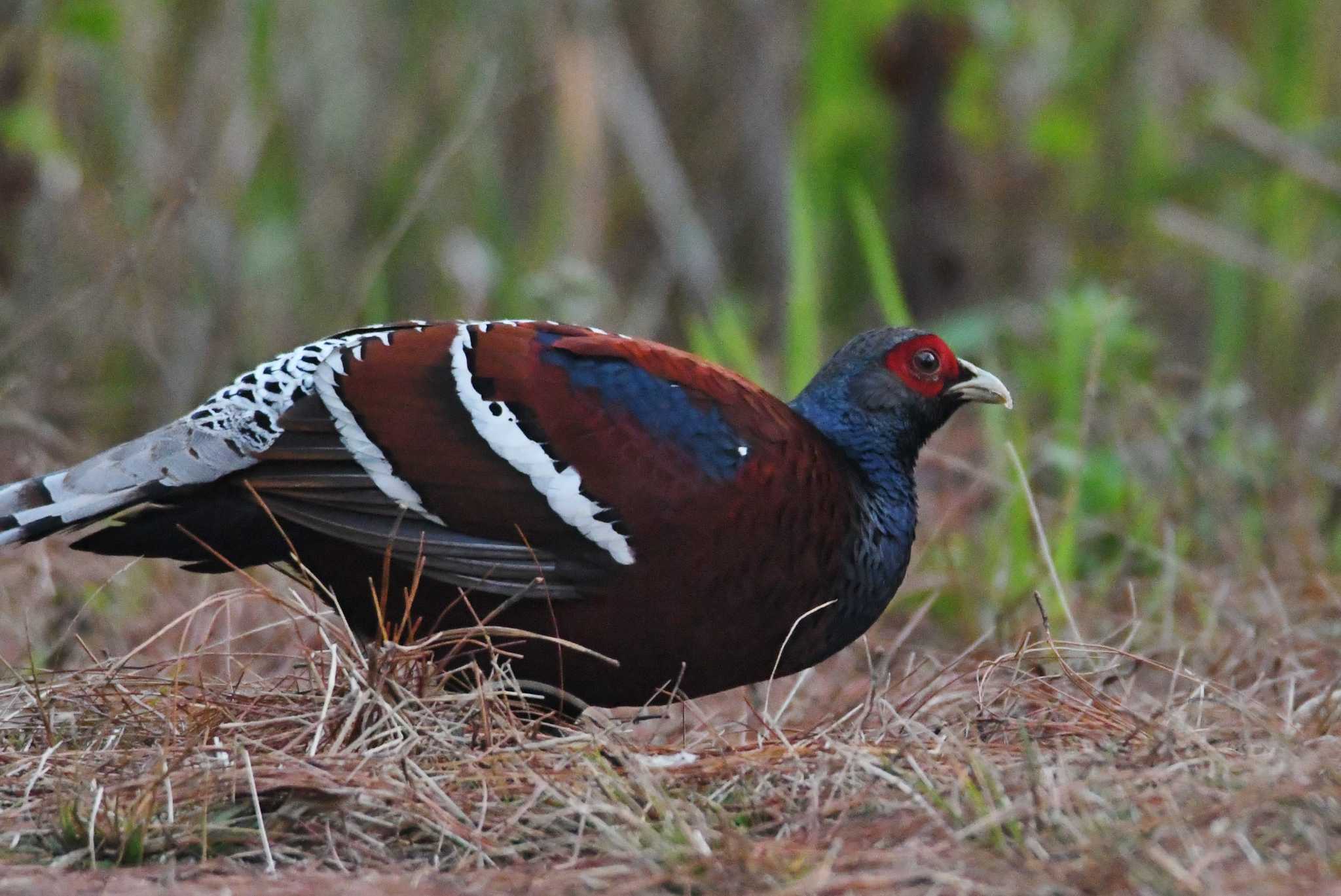 Photo of Mrs. Hume's Pheasant at Doi Sanju by あひる