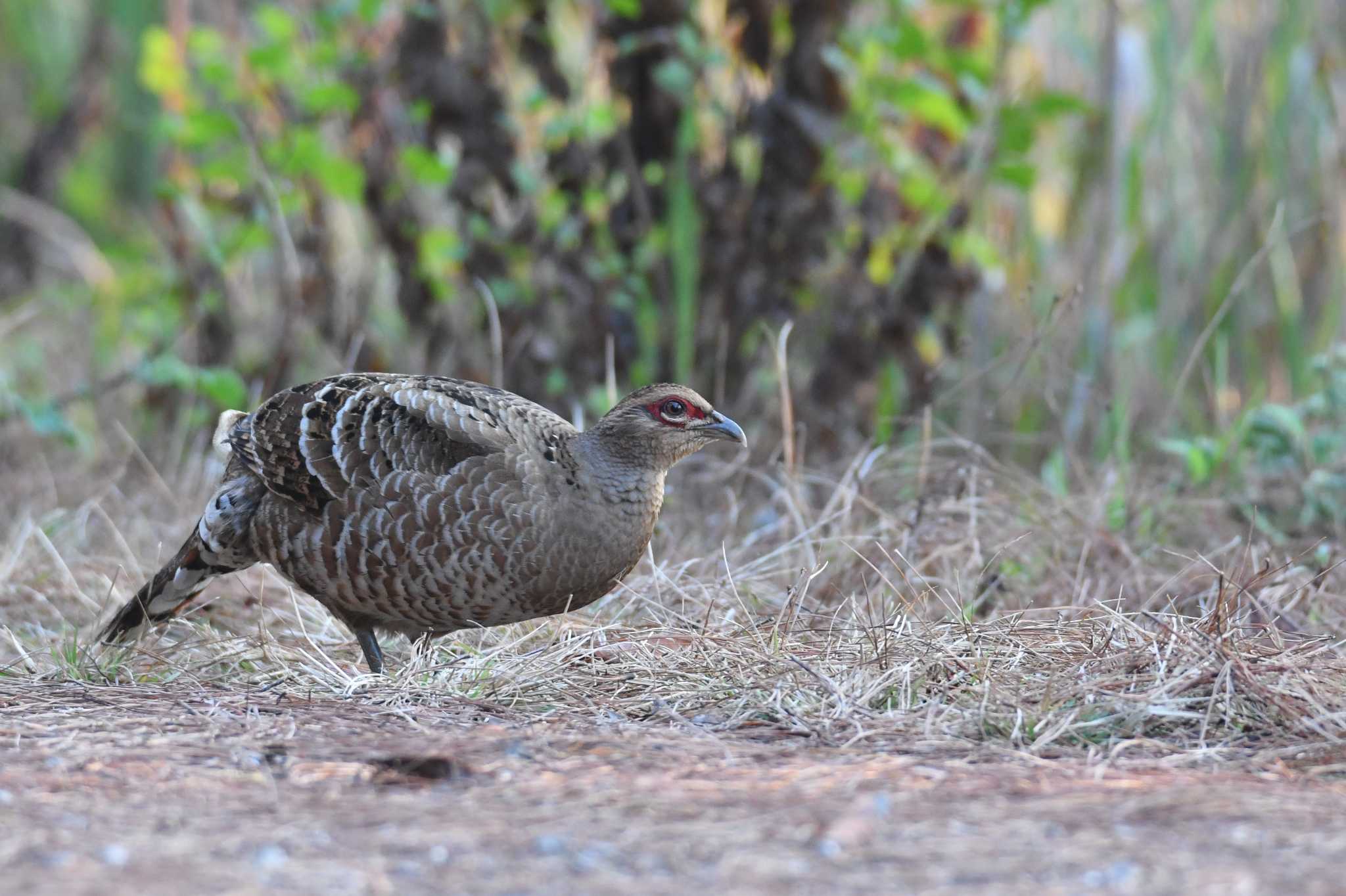 Mrs. Hume's Pheasant