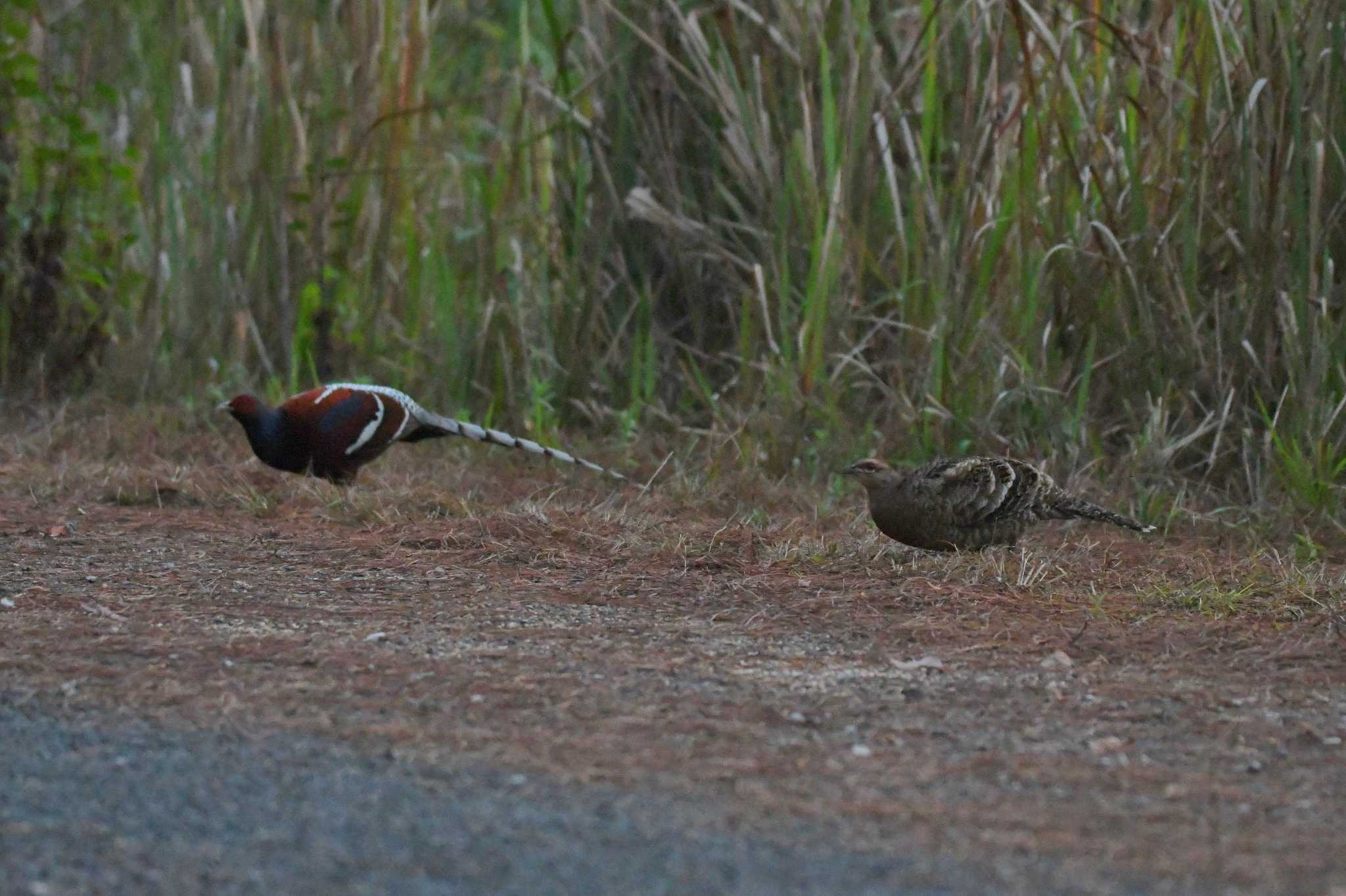 Mrs. Hume's Pheasant