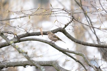 Eurasian Chaffinch Venusberg Tue, 3/7/2023