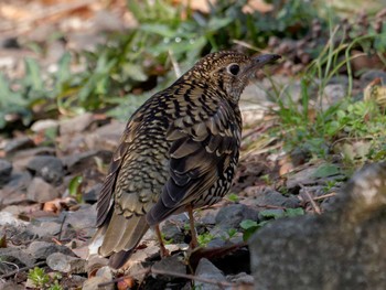 Tue, 3/7/2023 Birding report at 横浜市立金沢自然公園