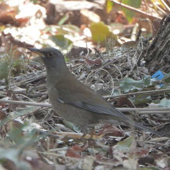 Pale Thrush Kasai Rinkai Park Tue, 3/7/2023