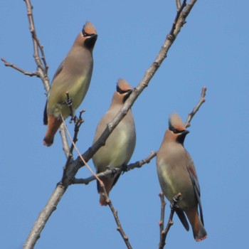 Japanese Waxwing Kasai Rinkai Park Tue, 3/7/2023