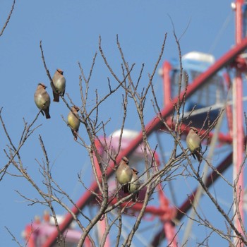 Japanese Waxwing Kasai Rinkai Park Tue, 3/7/2023