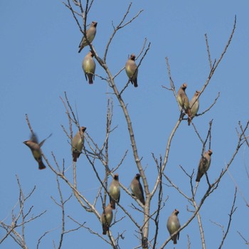 Japanese Waxwing Kasai Rinkai Park Tue, 3/7/2023