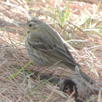 Olive-backed Pipit Kasai Rinkai Park Tue, 3/7/2023