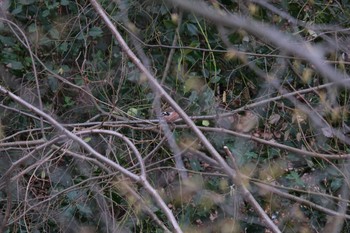 Eurasian Chaffinch Venusberg Tue, 3/7/2023