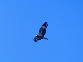 シロハラウミワシ Maianbar, NSW, Australia 2023年2月25日(土)