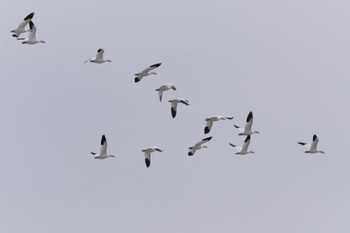 Snow Goose 青森県十和田市 Fri, 3/11/2022