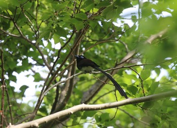 Black Paradise Flycatcher 兵庫県伊丹市 Sun, 5/6/2018