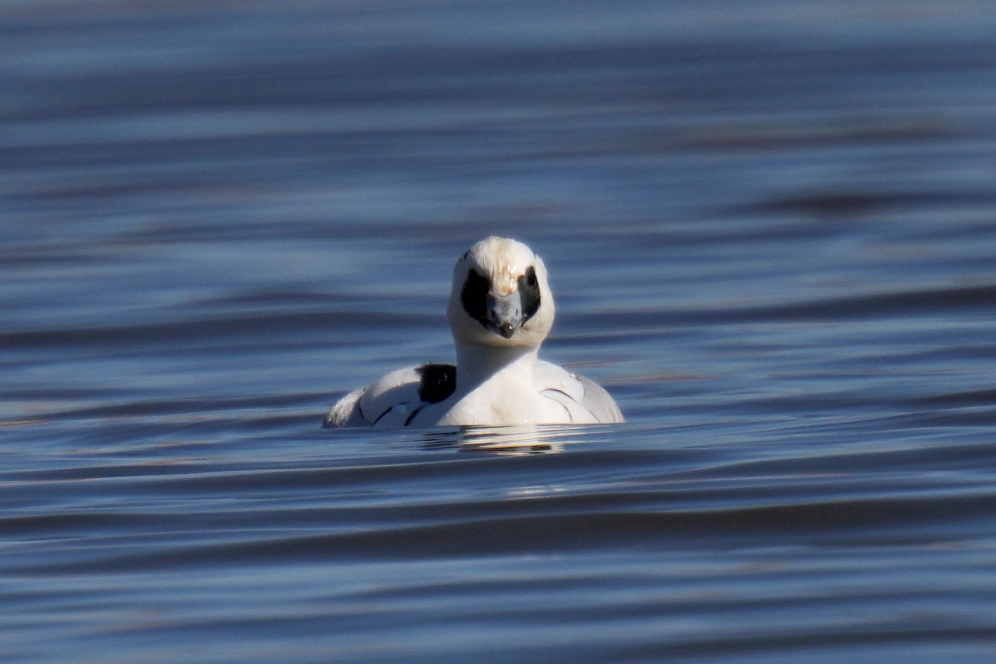 Photo of Smew at Shin-yokohama Park by アポちん