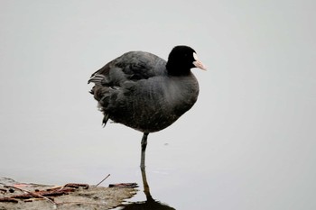 Eurasian Coot Mizumoto Park Thu, 2/23/2023