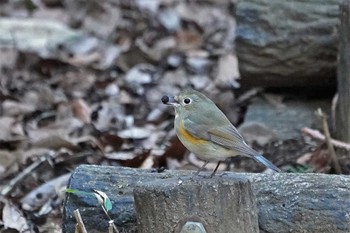 Red-flanked Bluetail Showa Kinen Park Thu, 1/19/2023