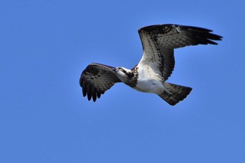 Osprey Showa Kinen Park Thu, 1/19/2023