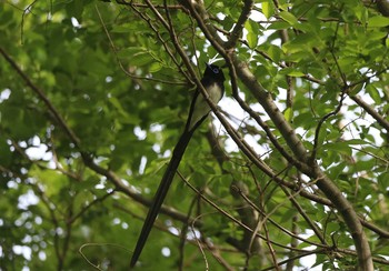 サンコウチョウ 兵庫県伊丹市 2018年5月6日(日)