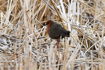 Ruddy-breasted Crake 城沼 Sat, 2/19/2022