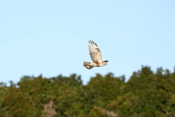 ノスリ 葛西臨海公園 2023年1月28日(土)