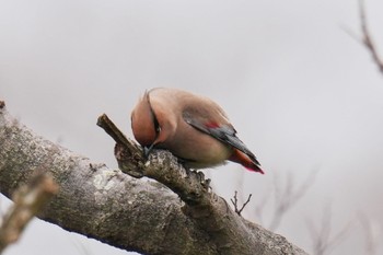 Japanese Waxwing 富岡総合公園(横浜市) Sun, 3/5/2023