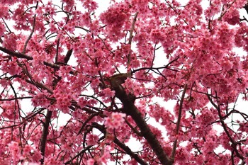 Warbling White-eye Nagahama Park Tue, 3/7/2023