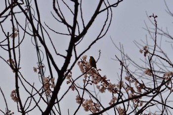 Warbling White-eye Nagahama Park Tue, 3/7/2023