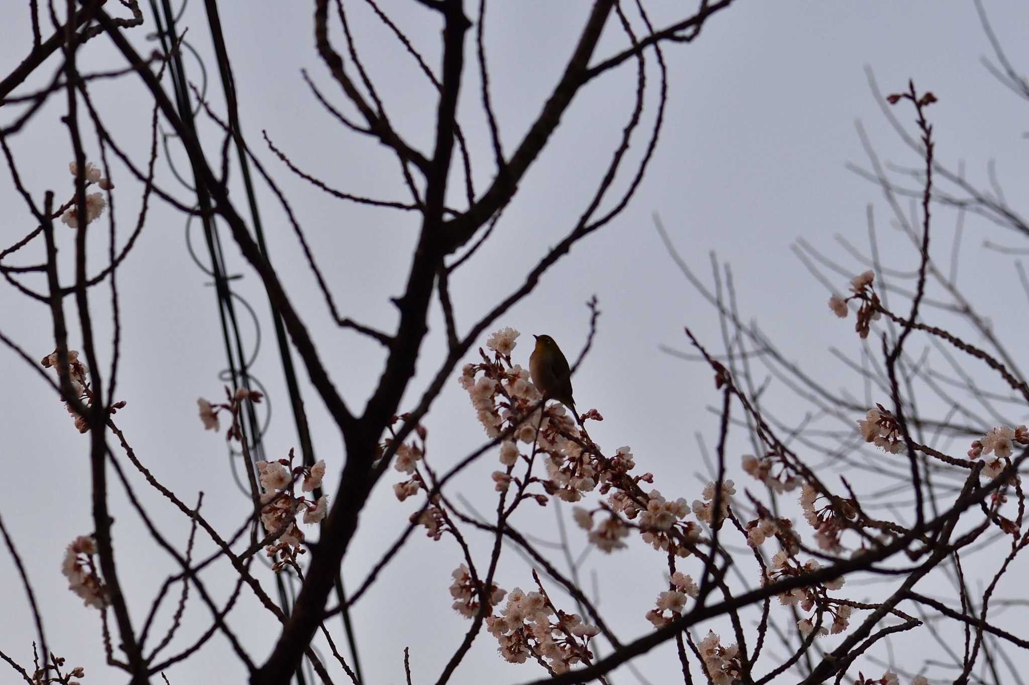 Photo of Warbling White-eye at Nagahama Park by やなさん