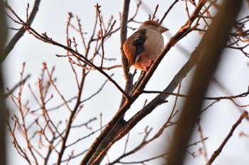 2023年3月7日(火) 長浜公園の野鳥観察記録