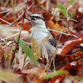 2018年5月3日(木) 柳沢峠の野鳥観察記録