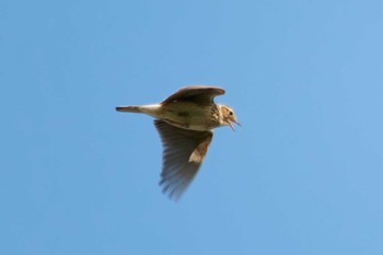 Eurasian Skylark 江戸川 Unknown Date