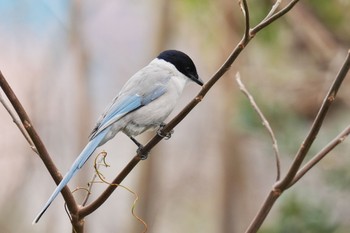 Azure-winged Magpie お台場海浜公園 Fri, 2/24/2023