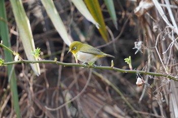 Warbling White-eye 倉敷市藤戸寺 Wed, 3/8/2023