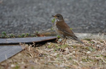 Pale Thrush 倉敷市藤戸寺 Wed, 3/8/2023