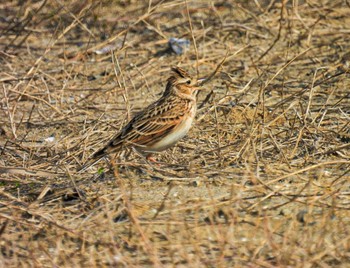 Eurasian Skylark 新川漁港 Wed, 3/8/2023