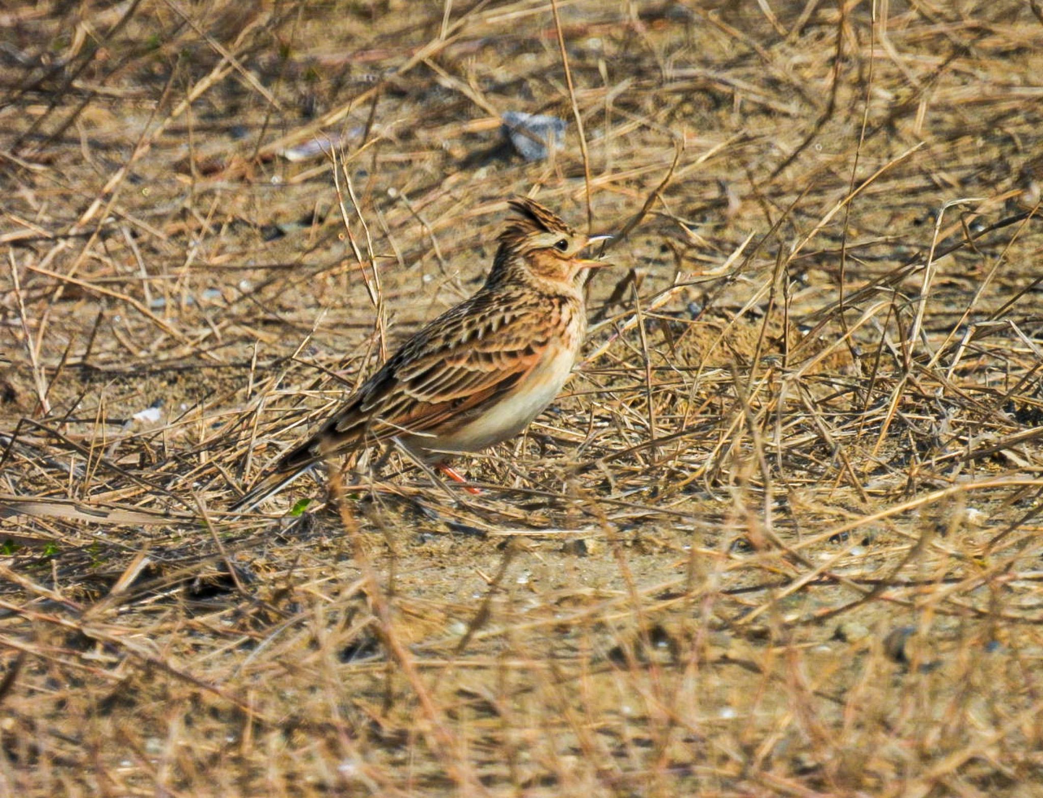 Eurasian Skylark