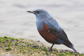 Blue Rock Thrush お台場海浜公園 Fri, 2/24/2023