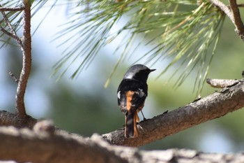 Daurian Redstart 鹿児島市石橋公園 Tue, 3/7/2023