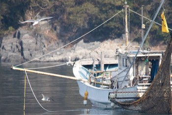 Black-tailed Gull 山口県下松市はなぐり海岸 Wed, 3/8/2023