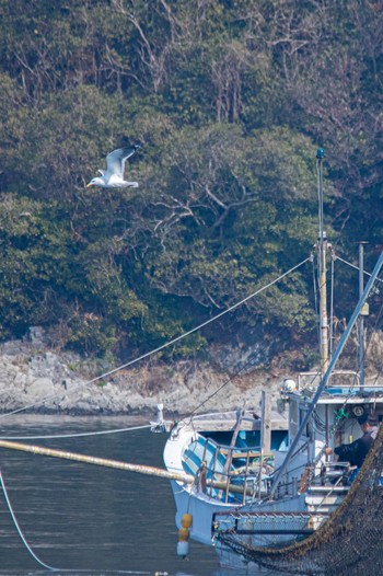 ウミネコ 山口県下松市はなぐり海岸 2023年3月8日(水)