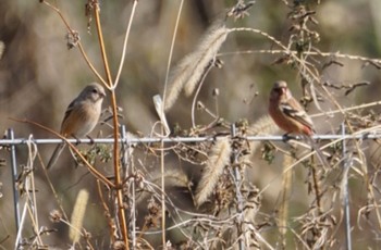 2023年3月8日(水) 宝篋山の野鳥観察記録