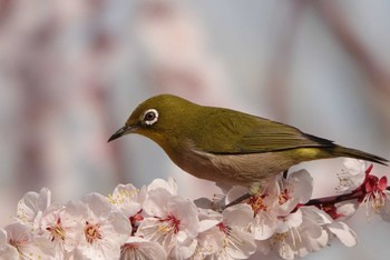 メジロ 大阪城公園 2023年3月8日(水)