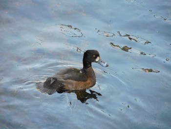 2023年3月8日(水) 平和の森公園、妙正寺川の野鳥観察記録