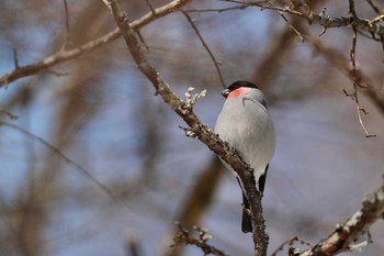 ウソ 奥日光(戦場ヶ原,湯滝) 2023年3月5日(日)