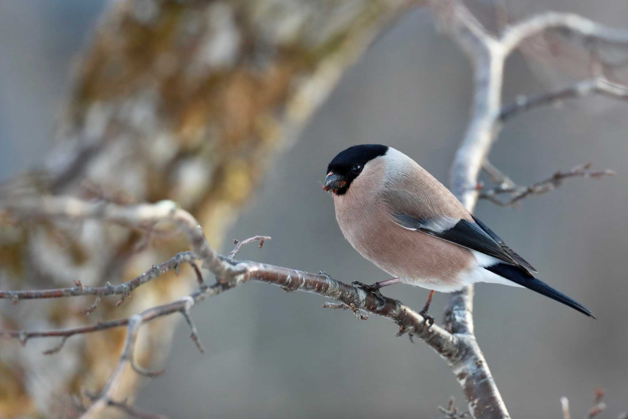 Photo of Eurasian Bullfinch at 奥日光(戦場ヶ原,湯滝) by 八丈 鶫