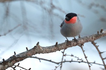 Eurasian Bullfinch 奥日光(戦場ヶ原,湯滝) Sat, 3/4/2023