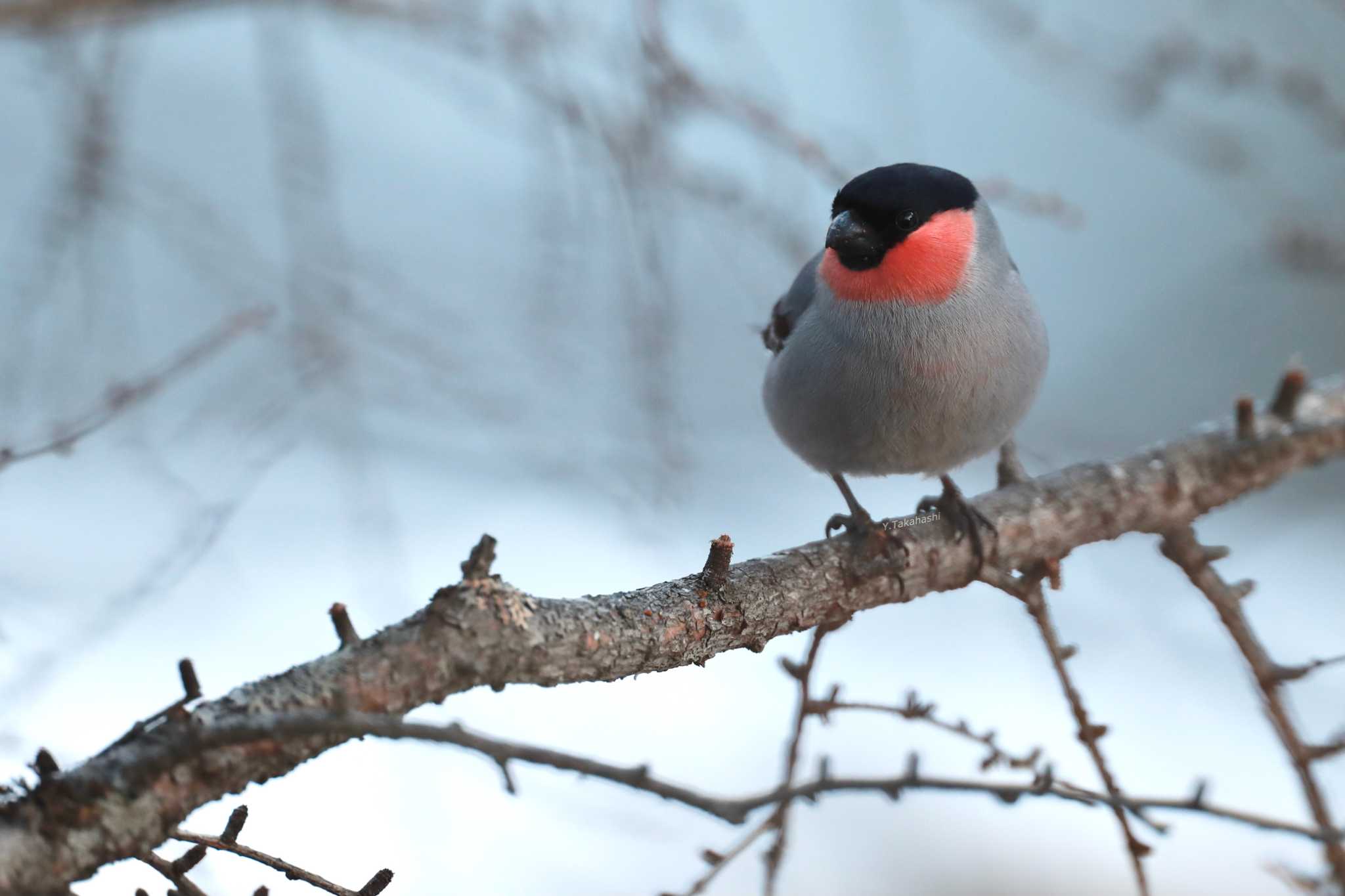 Photo of Eurasian Bullfinch at 奥日光(戦場ヶ原,湯滝) by 八丈 鶫