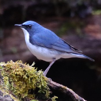 Siberian Blue Robin Yanagisawa Pass Thu, 5/3/2018