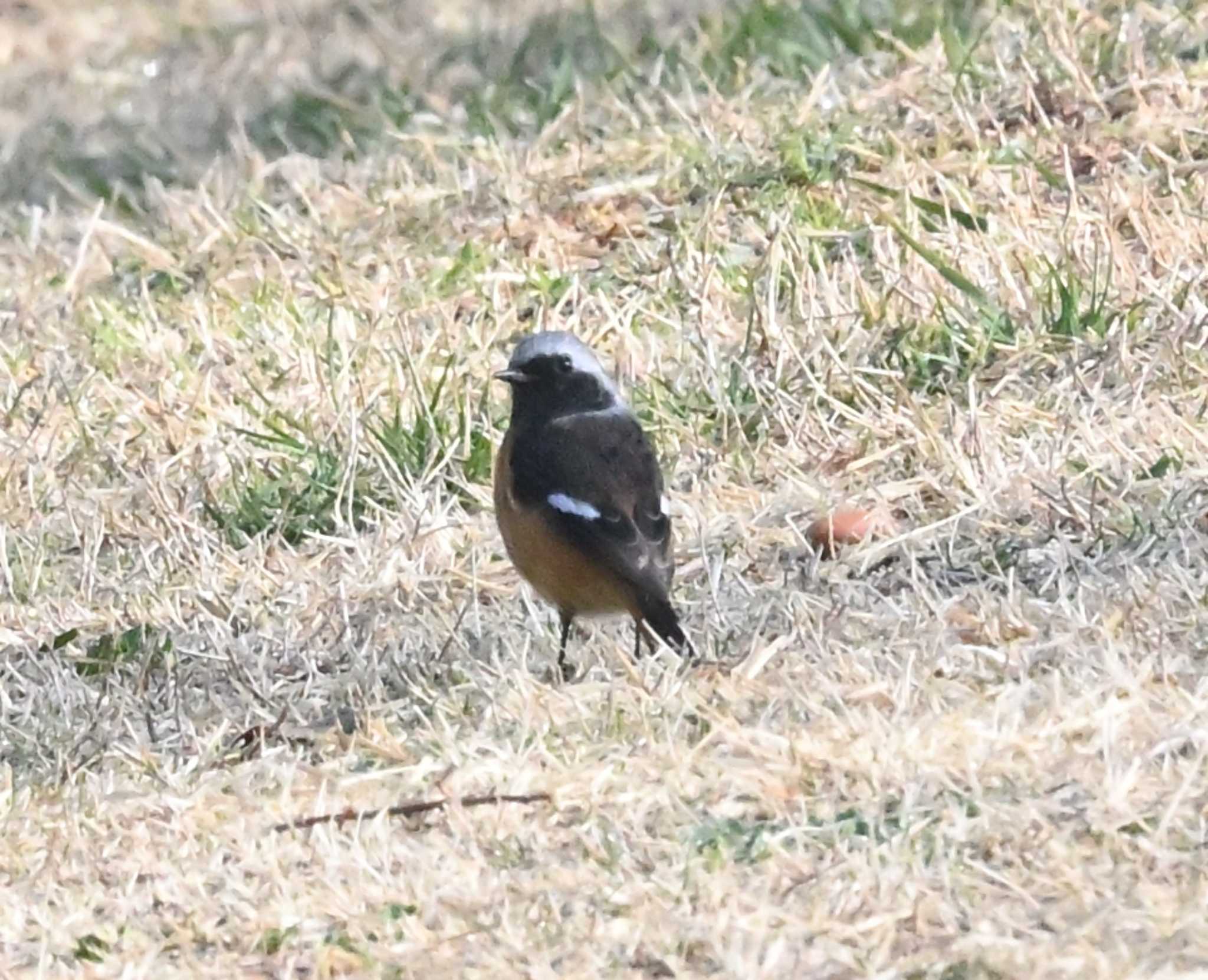 Photo of Daurian Redstart at 横浜市金沢区長浜公園 by Biker