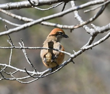 Bull-headed Shrike 横浜市金沢区長浜公園 Tue, 3/7/2023