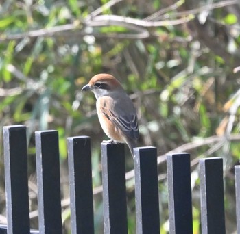 Bull-headed Shrike 横浜市金沢区長浜公園 Tue, 3/7/2023