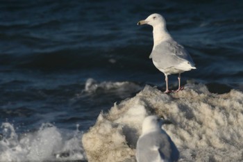 Glaucous Gull 野付~落石 Sat, 3/4/2023