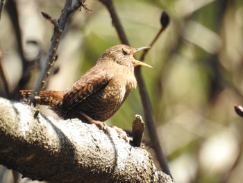 2023年3月8日(水) 早戸川林道の野鳥観察記録